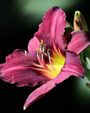 Torebka pleciona Stella